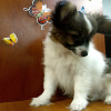 Additional photos: Gorgeous papillon boy