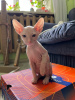 Photo №4. I will sell donskoy cat in the city of Kazan. private announcement - price - negotiated