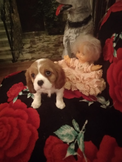 Photo №2 to announcement № 1161 for the sale of cavalier king charles spaniel - buy in Belarus private announcement, breeder