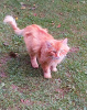 Additional photos: Sunny cat Boniface! Bring back the kitty's happiness!