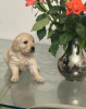 Photo №1. golden retriever - for sale in the city of Tallinn | 350$ | Announcement № 127518