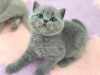 Photo №1. british shorthair - for sale in the city of New York | 220$ | Announcement № 89597