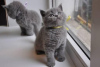 Photo №1. british shorthair - for sale in the city of Berlin | 370$ | Announcement № 123431