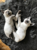 Photo №2 to announcement № 81535 for the sale of thai cat - buy in Estonia private announcement