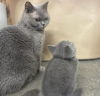 Photo №1. british shorthair - for sale in the city of Baden Baden | 264$ | Announcement № 95797