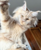 Photo №4. I will sell maine coon in the city of Berlin.  - price - 317$