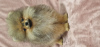 Photo №2 to announcement № 30251 for the sale of pomeranian - buy in Ukraine from nursery
