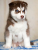 Additional photos: Red blue eyed husky puppies