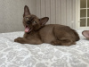 Photo №2 to announcement № 64501 for the sale of burmese cat - buy in Sweden from nursery