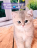 Photo №1. british shorthair - for sale in the city of Yekaterinburg | negotiated | Announcement № 16884