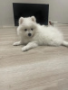 Photo №2 to announcement № 43039 for the sale of japanese spitz - buy in Slovenia private announcement