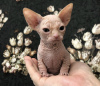 Photo №1. sphynx-katze - for sale in the city of New York | 300$ | Announcement № 87611