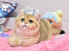 Additional photos: Gorgeous British shorthair kitten in golden chinchilla color ny 11