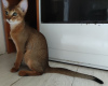 Photo №2 to announcement № 11468 for the sale of abyssinian cat - buy in Russian Federation breeder