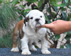 Photo №4. I will sell english bulldog in the city of Nagykőrös. breeder - price - negotiated