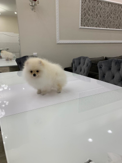 Additional photos: Pomeranian Spitz