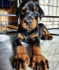 Photo №1. dobermann - for sale in the city of Гамбург | 528$ | Announcement № 98338