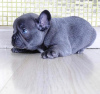 Photo №2 to announcement № 85267 for the sale of french bulldog - buy in Slovenia private announcement