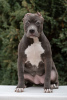 Photo №2 to announcement № 84654 for the sale of american bully - buy in Russian Federation private announcement, breeder