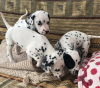 Photo №2 to announcement № 119875 for the sale of dalmatian dog - buy in Croatia private announcement