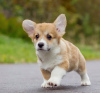 Photo №1. welsh corgi - for sale in the city of Москва | negotiated | Announcement № 13997