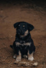 Photo №3. The little ones are looking for a home and a family!!. Russian Federation