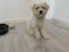 Photo №4. I will sell bichon frise in the city of Bucharest. private announcement - price - 528$