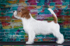 Photo №1. jack russell terrier - for sale in the city of St. Petersburg | 1586$ | Announcement № 8567