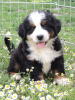 Photo №4. I will sell bernese mountain dog in the city of Нови Сад. private announcement - price - 951$