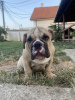 Additional photos: English bulldog