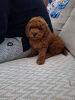 Photo №2 to announcement № 93109 for the sale of poodle (toy) - buy in Serbia 