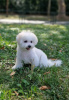 Photo №4. I will sell bichon frise in the city of Belgrade.  - price - negotiated