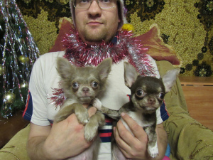 Photo №2 to announcement № 4483 for the sale of chihuahua - buy in Russian Federation breeder