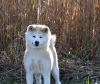 Additional photos: The kennel offers Akita Inu puppies