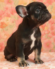 Photo №2 to announcement № 14091 for the sale of french bulldog - buy in Russian Federation from nursery, breeder