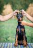 Photo №3. Doberman puppies for sale. Serbia