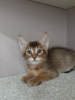 Photo №4. I will sell chausie in the city of Riga. from nursery - price - negotiated