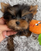 Photo №3. Loving Yorkshire Terrier puppy ready for sale. Germany