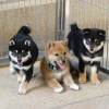 Photo №1. shiba inu - for sale in the city of Milan | 317$ | Announcement № 115615