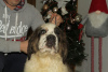 Additional photos: Saint Bernard puppies