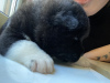 Photo №3. American Akita puppies black and white color. Ukraine