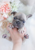 Photo №1. french bulldog - for sale in the city of Дрезден | negotiated | Announcement № 64574