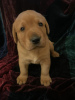 Photo №2 to announcement № 43279 for the sale of labradoodle, labrador retriever - buy in Saudi Arabia private announcement, from nursery, breeder