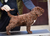 Photo №4. I will sell spanish water dog in the city of Belgrade. breeder - price - negotiated