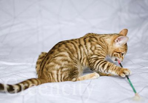 Photo №2 to announcement № 1034 for the sale of toyger - buy in Russian Federation breeder