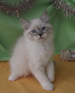 Photo №2 to announcement № 5176 for the sale of neva masquerade - buy in Russian Federation from nursery