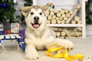 Photo №2 to announcement № 4925 for the sale of alaskan malamute - buy in Russian Federation private announcement
