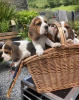 Photo №4. I will sell beagle in the city of Vilnius. private announcement - price - 370$