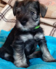 Photo №4. I will sell schnauzer in the city of Lviv. private announcement - price - 475$