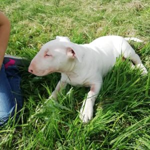 Photo №1. bull terrier - for sale in the city of Vitebsk | 500$ | Announcement № 6896